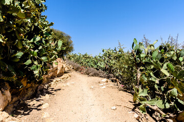 Fototapeta na wymiar Footpath in Morocco surrounded by Cactus plants in the rural desert area