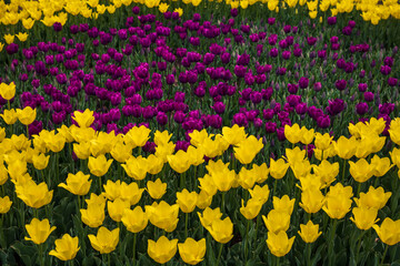 Yellow and purple tulips in a park. April flowers background photo