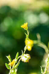 Detail of a calendula arvensis, is a species of flowering plant in the daisy family known by the common name field marigold. Selective Focus