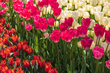 Fototapeta na wymiar Various tulips in a park. Gardening or landscape architecture with tulips