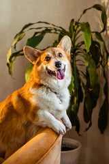 Obraz premium Red jolly corgi dog on a yellow chair sticks out his tongue and smiles