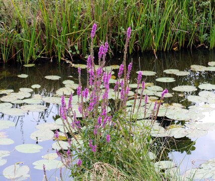 Seerosen im Wasser