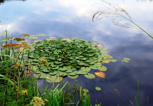 Seerosen im Wasser