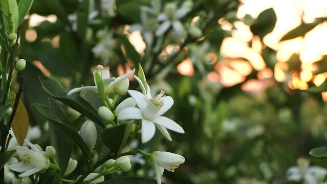 White orange fragrant flower is blooming on the branch of the green citrus tree. Orange blossoms in spring