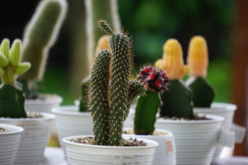 Beautiful cactus for interior in the garden 