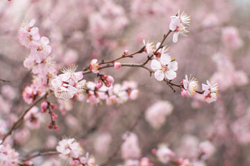 spring nature, flowering fruit tree