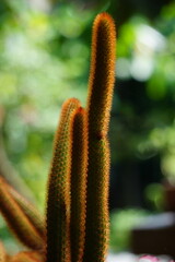 Beautiful cactus for interior in the garden 