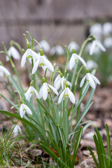 Snowdrop spring flowers. Delicate Snowdrop flower is one of the spring symbols telling us winter is leaving and we have warmer times ahead.