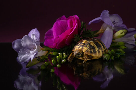 Baby turtle with anemon and fresia on dark glass. Hermann's tortoise in the studio on a dark purple background with reflection. Beautiful portrait of reptile. High quality photo of Testudo hermanni