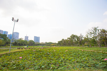 A vast pink lotus pond in the middle of the city