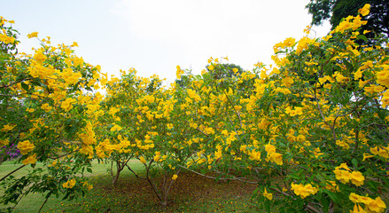 Yellow elder flowers in the big park