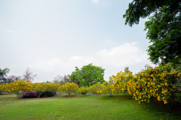 Yellow elder flowers trees in the big park