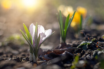 Spring background with blooming flowers. Crocus flower on a sunny spring day. Selective focus.