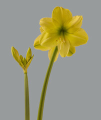 Hippeastrum (amaryllis)   Galaxy Group "Fantasy"  on a gray background isolated