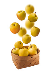 Falling yellow apples   Golden Delicious  in basket  isolated