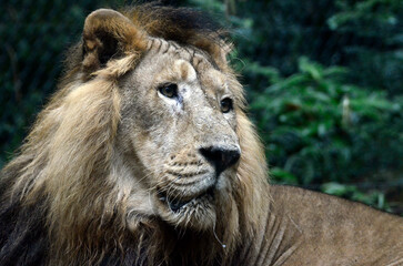 ライオン