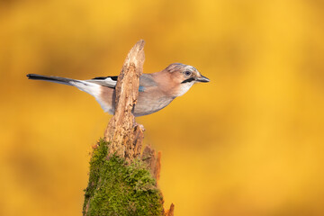 Bird - Eurasian Jay Garullus glandarius on amazing autumn yellow background