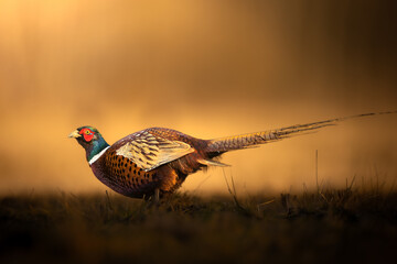 Common pheasant Phasianus colchius Ring-necked pheasant in natural habitat, grassland in early spring