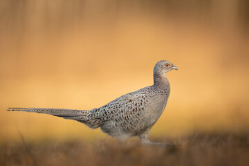 Common pheasant Phasianus colchius Ring-necked pheasant in natural habitat, grassland in early spring