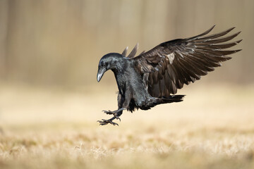 Bird beautiful flying raven Corvus corax North Poland Europe