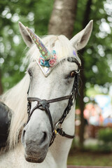 A white horse in a fabulous unicorn costume, close-up.
