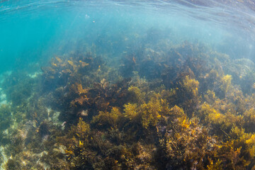 Fototapeta na wymiar Seaweed with underwater light rays.