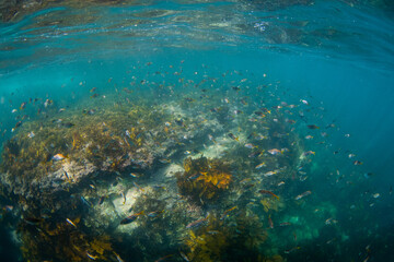 Fototapeta na wymiar A school of fish around underwater reef.