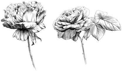 Rose flower isolated on white. hand drawn vintage illustration.