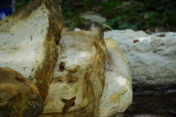 Raw rubber with a natural background