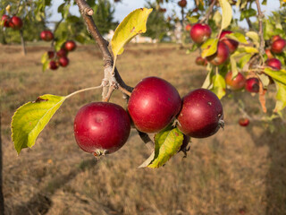 Apfelbaum mit Früchten