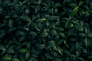 Naklejka na ściany i meble Closeup green leaves background, Overlay fresh leaf pattern, Natural foliage textured and background. High quality photo
