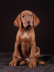 Cute Hungarian Vizsla puppy. Funny puppy with big ears