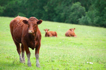 The young cows are standing in the green pasture.