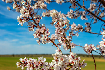 A day in the countryside enjoying mother nature and the almond blossoms at the beginning of spring, with a beautiful green, blue and white background and scenery.