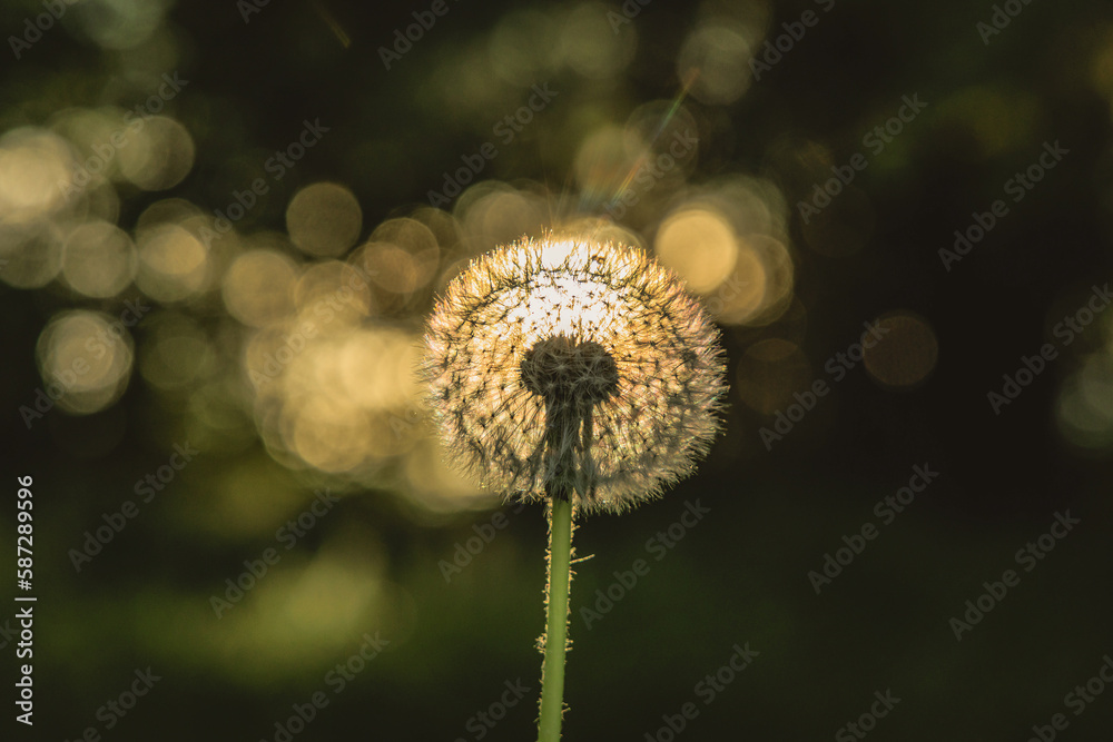 Canvas Prints Details of ripe fruit of Common dandelion plant