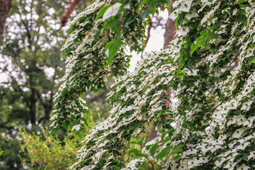White flowers of Cornus kousa small deciduous tree