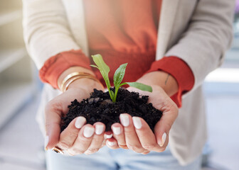 Soil, plants and hands of a business person in the office for sustainability, green business or growth closeup. Earth, nature and environment with an employee holding a budding plant for conservation