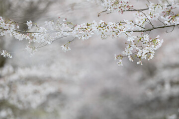 桜の花が咲いた春の風景