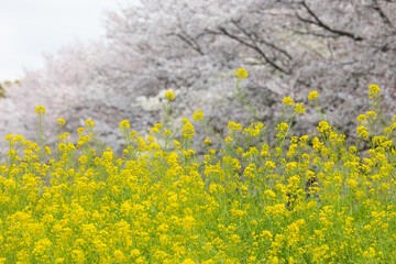 菜の花と桜と菜の花のある風景