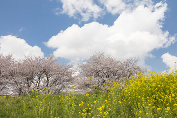 菜の花と桜と菜の花のある風景