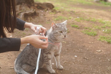 Obraz premium 公園を散歩するエジプシャンマウ