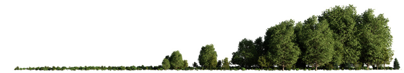 small grove, trees and bushes in an open forest landscape, isolated on transparent background banner 