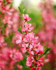 Prunus Tenella or pink dwarf almond flowers. Pink blossom tree on a blurred background. Gardening and lanscape design concept.