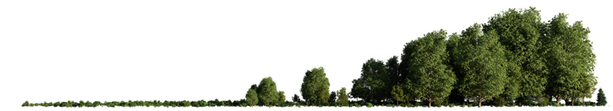 small grove, trees and bushes in an open forest landscape, isolated on transparent background banner © dottedyeti
