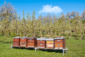 Brown wooden hives of bees on green meadow in spring