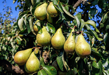 Conference pear tree in a garden on a Polish countryside