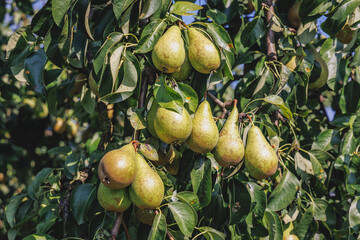 Conference pear tree in a garden on a Polish countryside