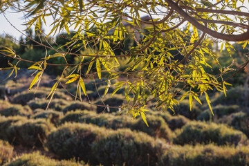Vitex agnus-castus plant called chaste tree in Cyprus island country