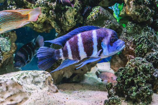 Cyphotilapia frontosa fish called in front cichlid in aquarium