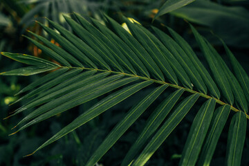 tropical jungle palm foliage, dark green toned. High quality photo